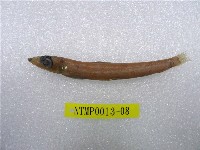 鹿兒島水珍魚藏品圖，第1張